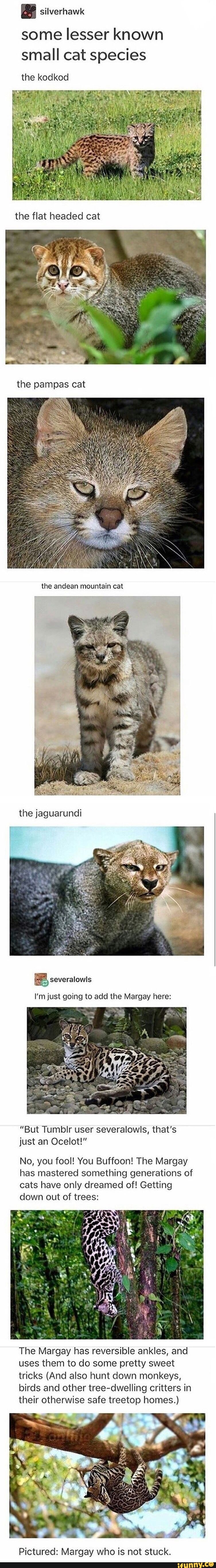 Margay memes. Best Collection of funny Margay pictures on iFunny