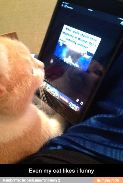 Even my cat likes i funny - Even my cat likes i funny