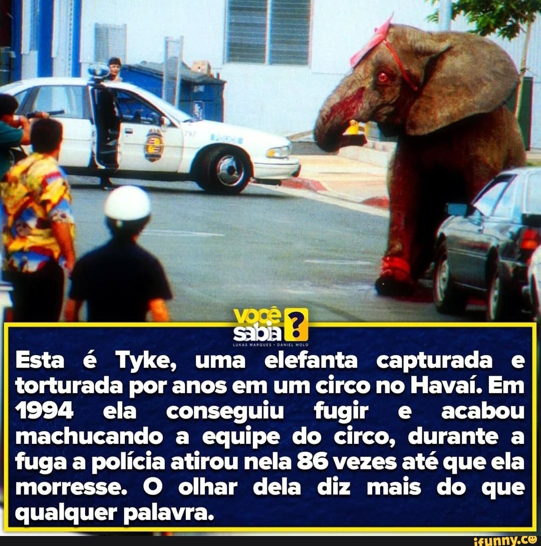 sadia
Esta é Tyke, uma elefanta capturada e torturada por anos em um circo no Havaí. Em
1994 ela conseguiu fugir e acabou machucando a equipe do circo, durante a fuga a polícia atirou nela 86 vezes até que ela
I morresse. O olhar dela diz mais do que
I qualquer palavra.