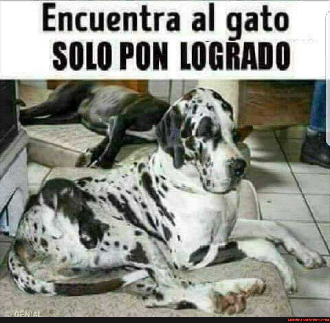 Encuentra al gato
SOLO PON LOGRADO