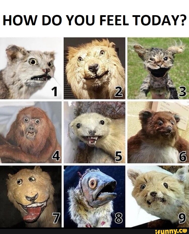 How do you feel today? - HOW DO YOU FEEL TODAY? - iFunny