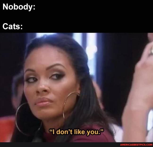 Nobody:
Cats:
don't like you: