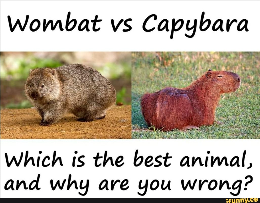 wombat-vs-which-is-the-best-animal-and-why-are-you-wrong-ifunny