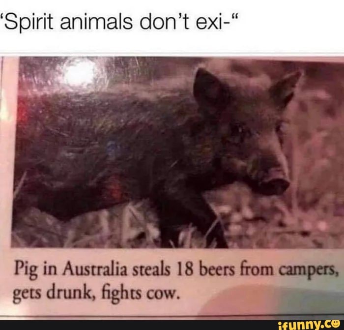 'Spirit animals don't exi-"
Pig in Australia steals 18 beers from can
gets drunk, fights cow.