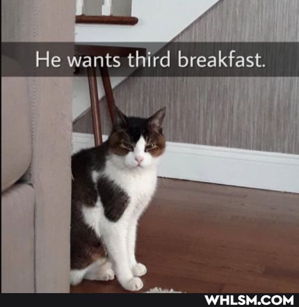 He wants third breakfast.