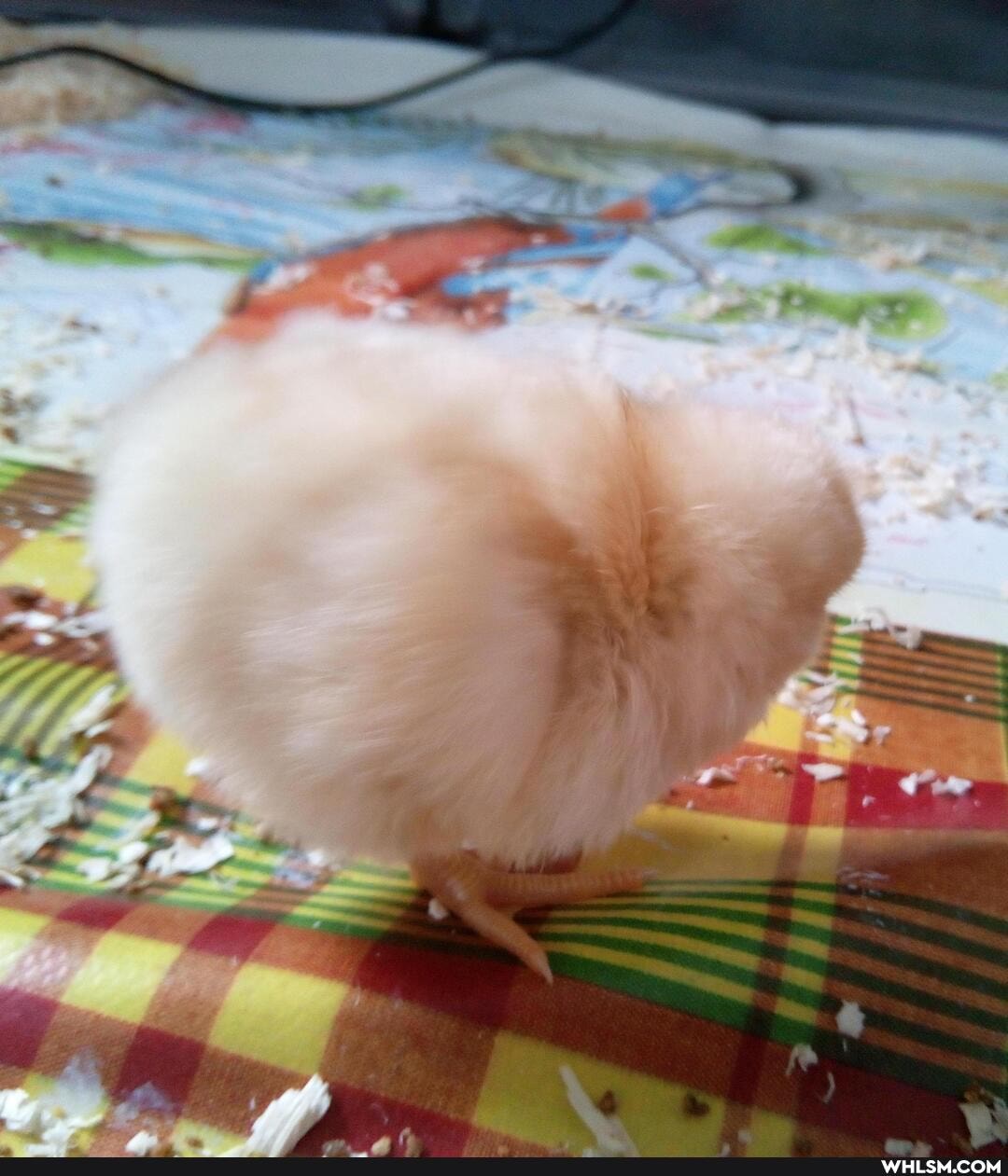 chicken, pet, farm_animals, chicks