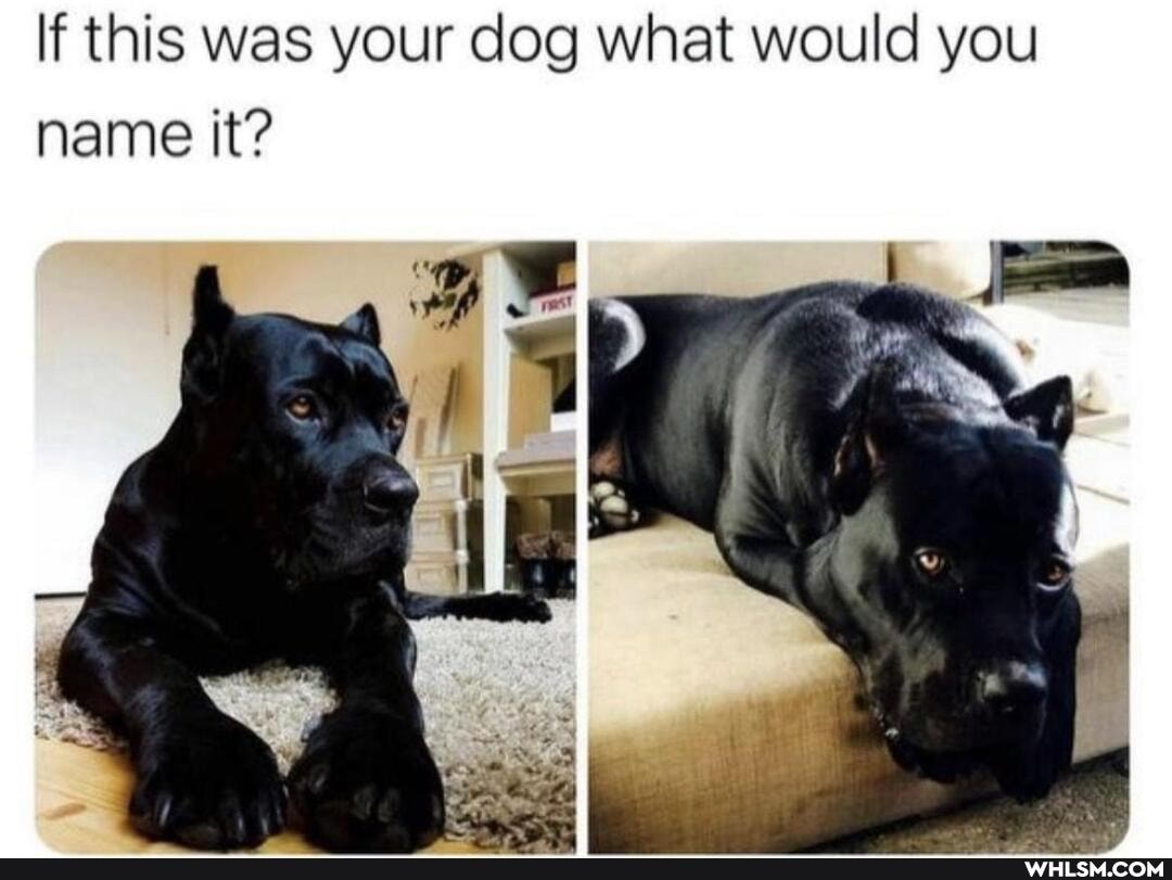 If this was your dog what would you name it?