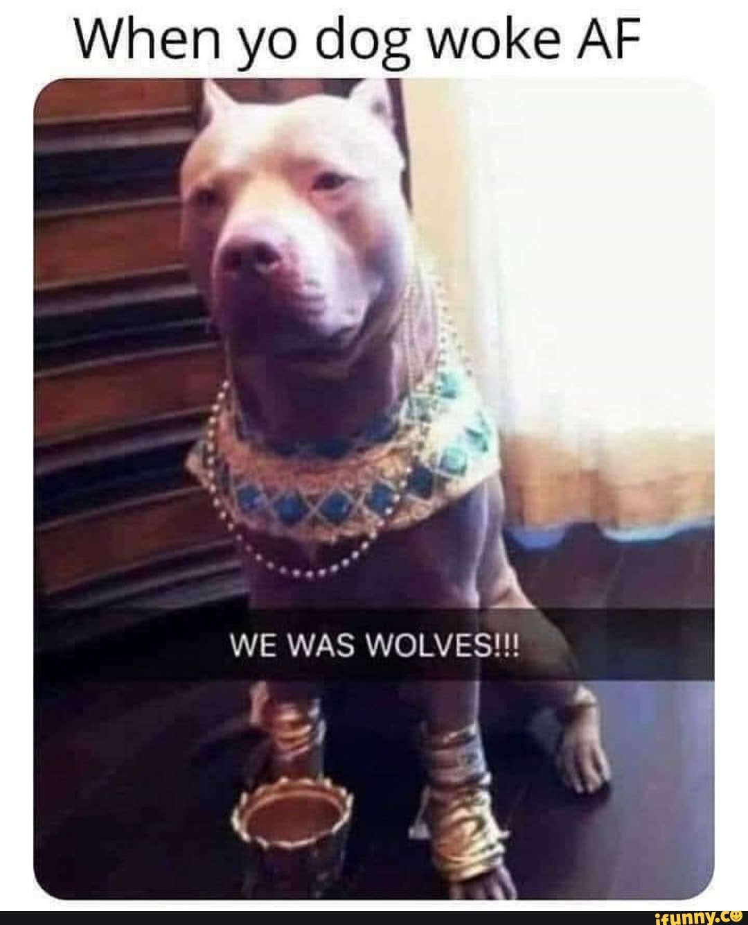 When yo dog woke AF
WE WAS WOLVES!!!