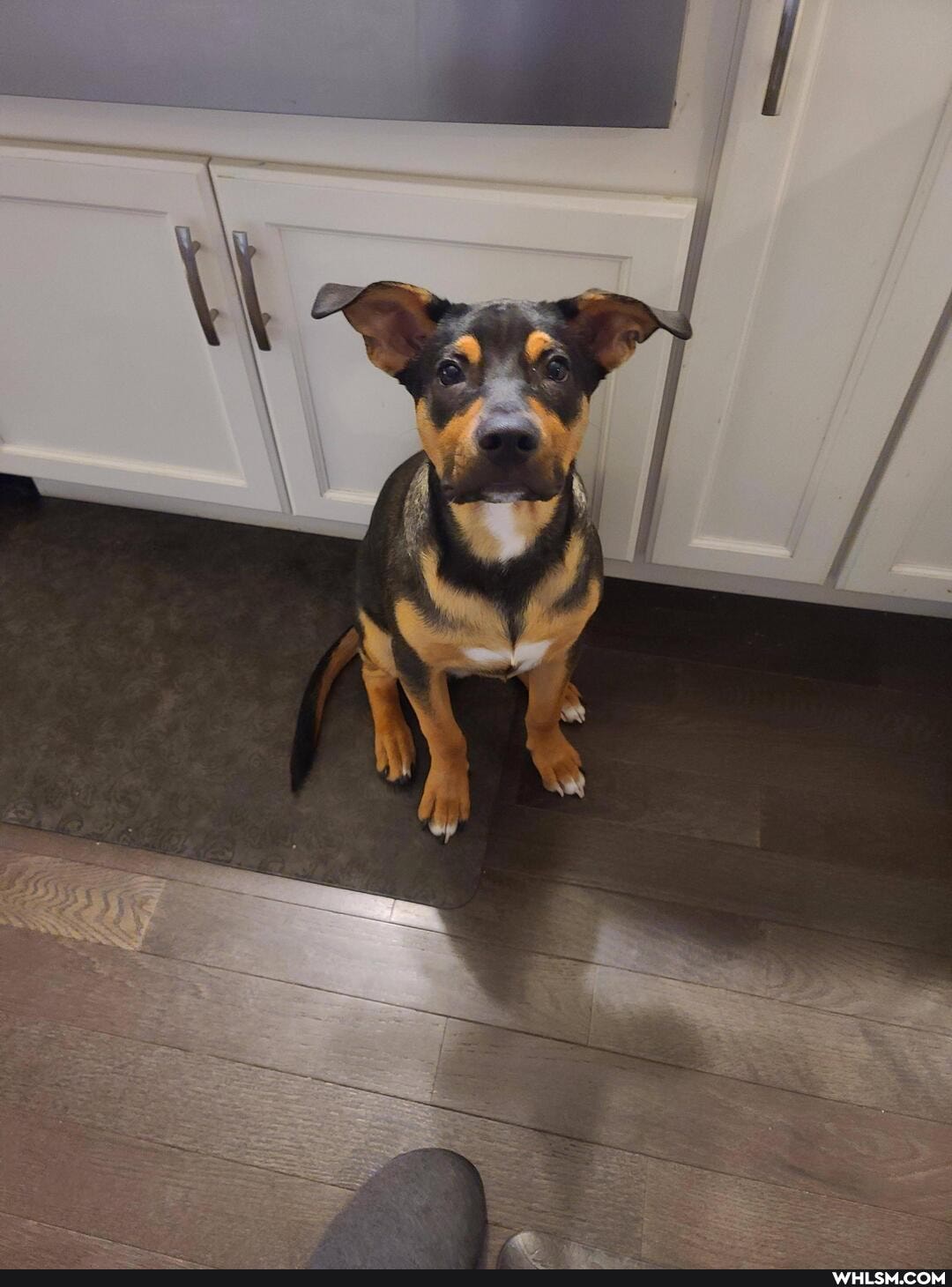 puppy, dog, pets