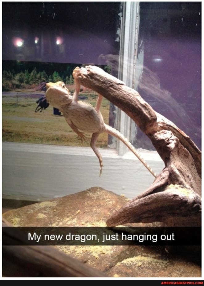 My new dragon, just hanging out