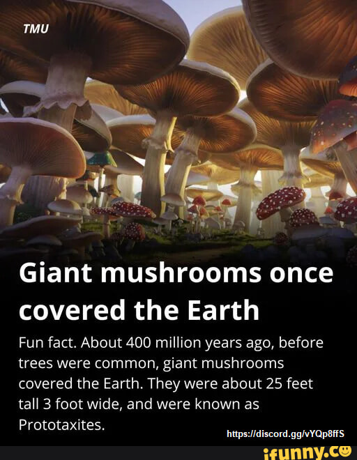 Giant mushrooms once covered the Earth Fun fact. About 400 million ...