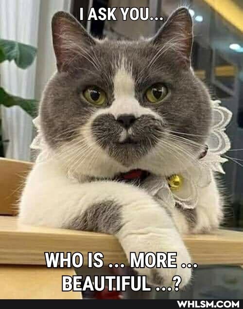 ASK YOU...
WHOIS MORE...
BEAUTIFUL