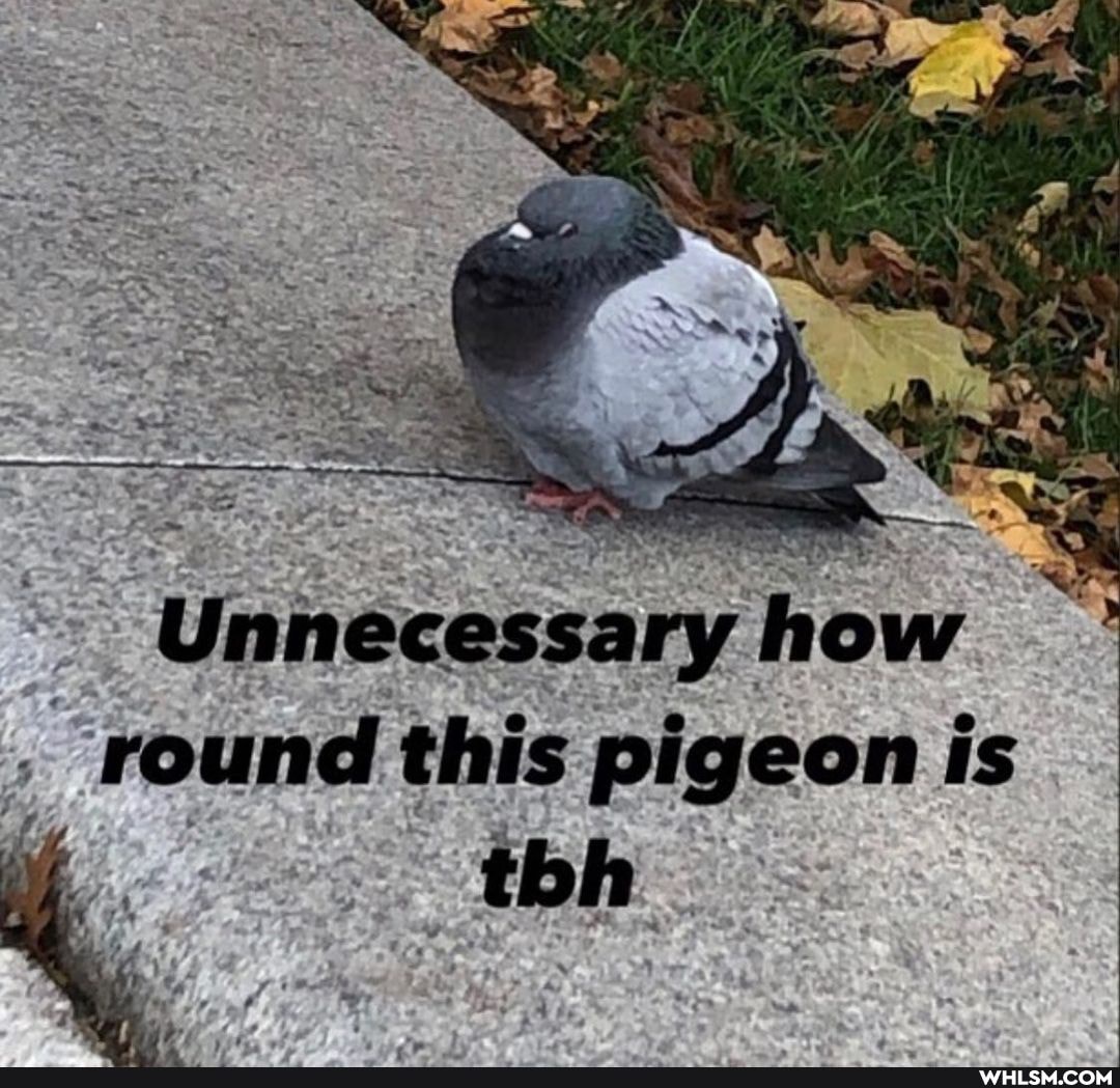 Unnecessary round this how is round this pigeon is
Ls
