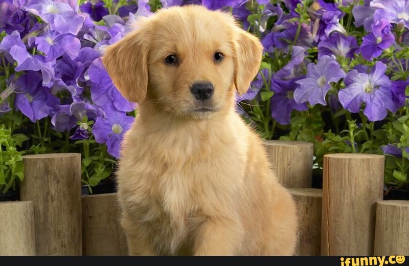 puppies, goldenretrieverpuppy, goldenretriever, puppo