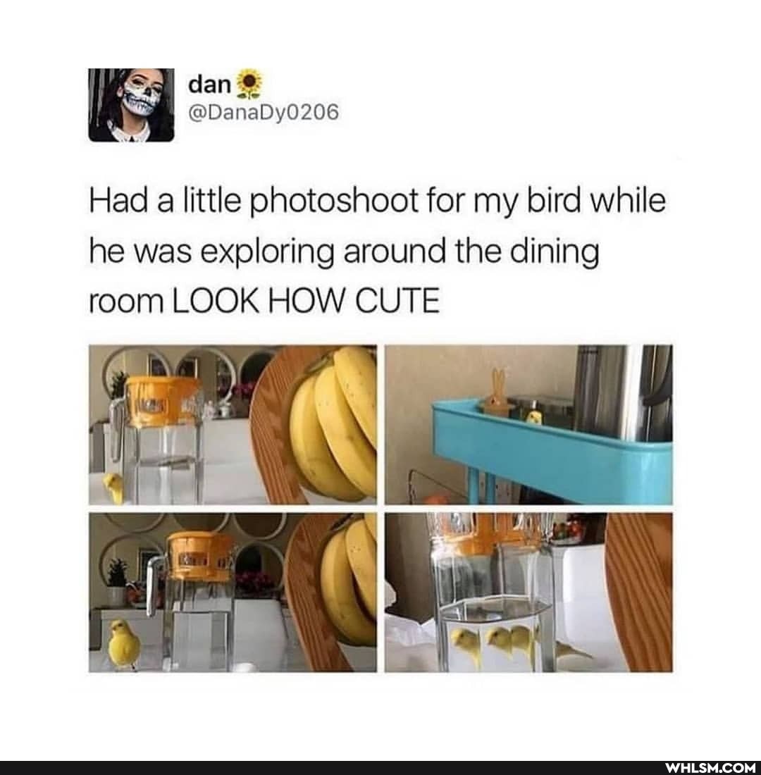 Had a little photoshoot for my bird while he was exploring around the dining room LOOK HOW CUTE
an