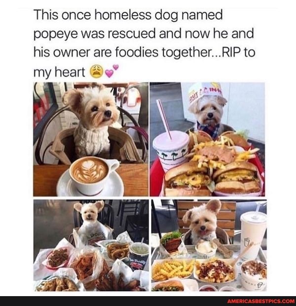 This once homeless dog named popeye was rescued and now he and his owner are foodies together. ..RIP to my heart
won,