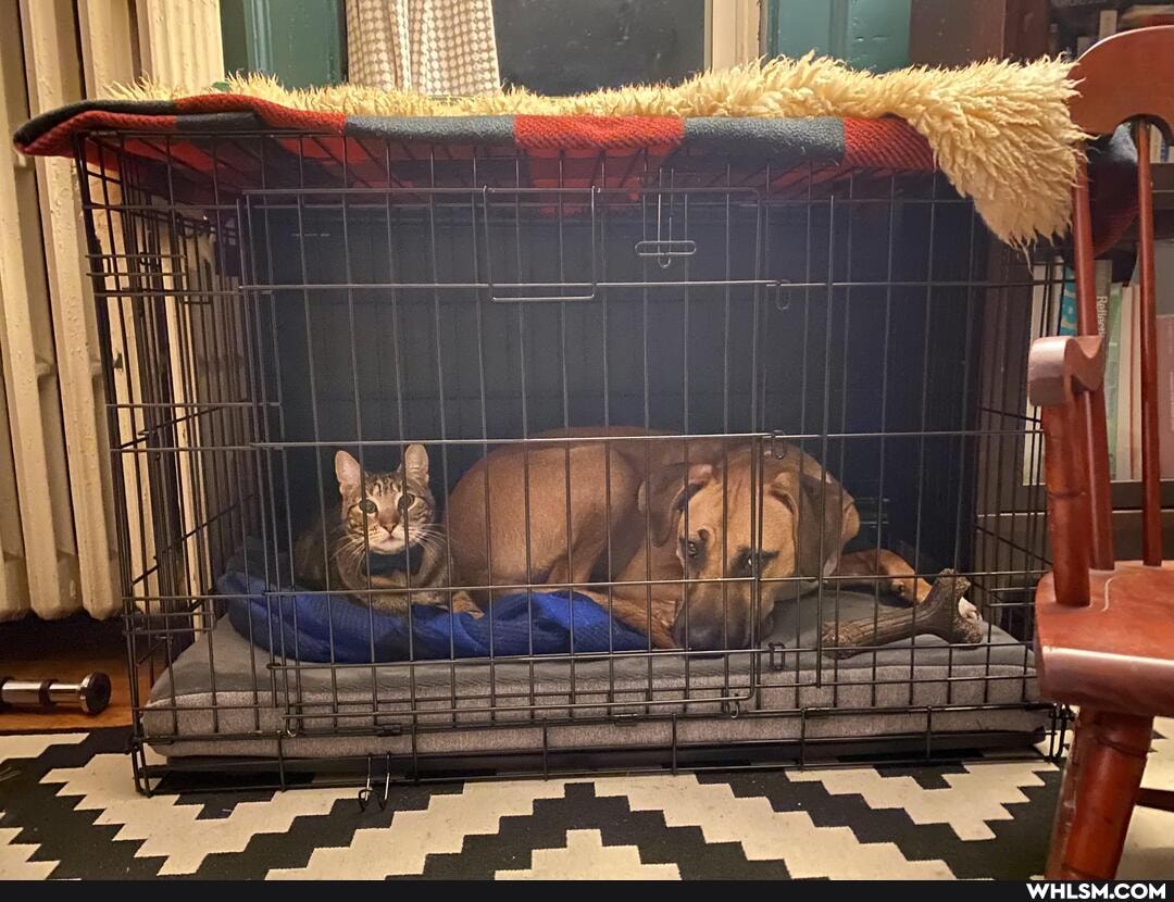 puppy, bed, night, realized, using