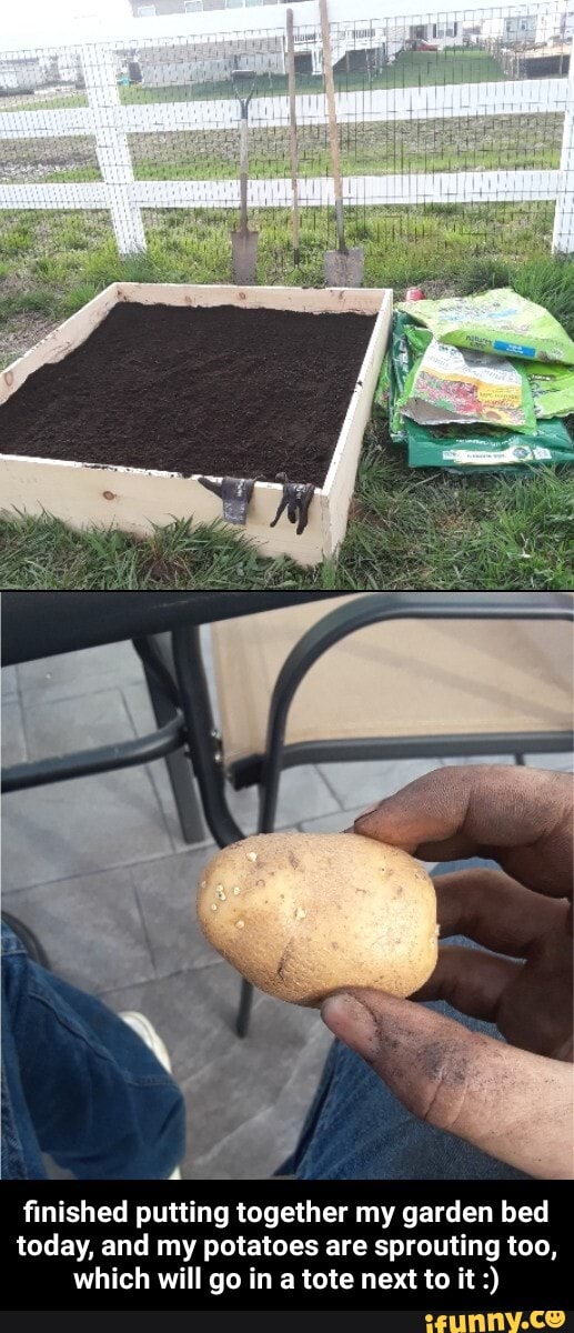 finished putting together my garden bed today, and my potatoes are sprouting too, which will go in a tote next to it - finished putting together my garden bed today, and my potatoes are sprouting too, which will go in a tote next to it :)