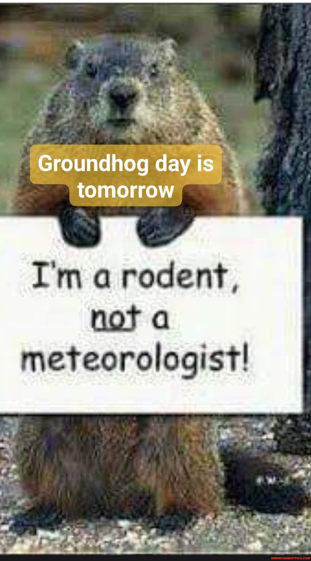 Groundhog Day Is Tomorrow I'm A Rodent, Not A Meteorologist! - America 