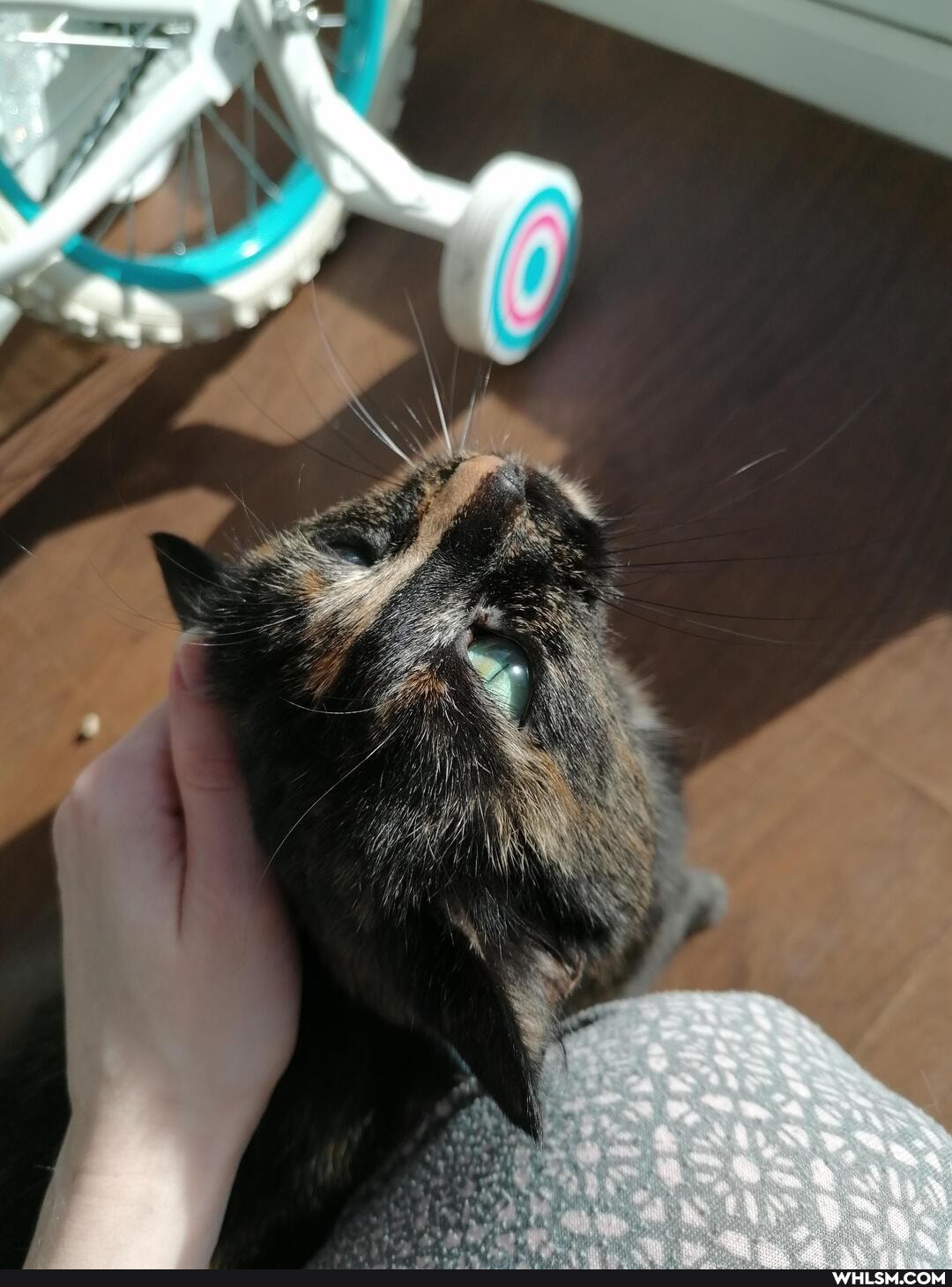 aww, cats