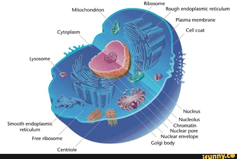 Ribosome Mitochondrion Rough Endoplasmic Reticulum Plasma Membrane Cell ...