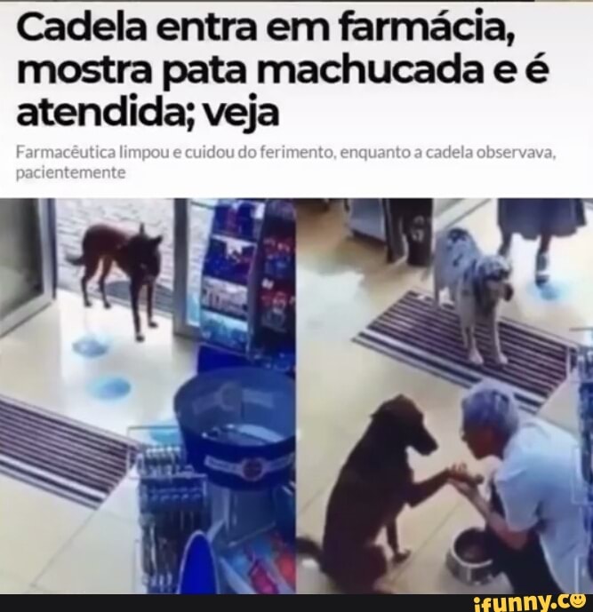 Cadela entra em farmácia, mostra pata machucada e é atendida; veja
cadela