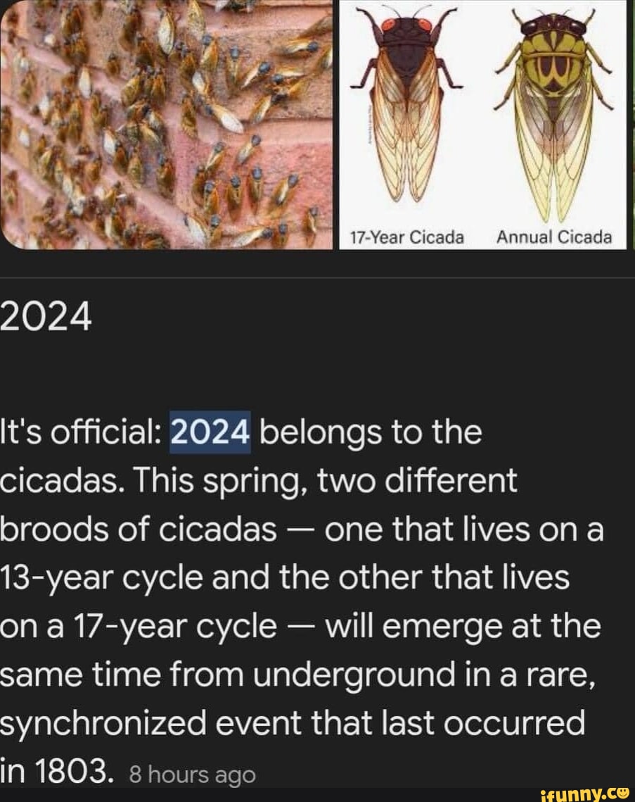 17Year Cicada Annual Cicada 2024 It's official 2024 belongs to the