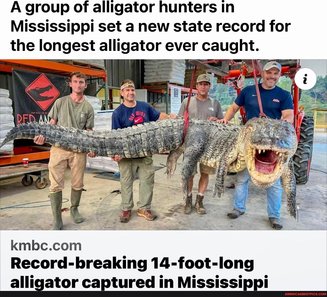 A Group Of Alligator Hunters In Mississippi Set A New State Record For   8b6765a8a49f68a6959369fcaedb544f1fa3ce6544fa0455ca207e4a7cb915d9 1 