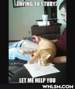 TRYING TO STUDY?
