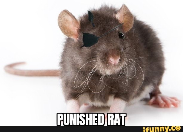 Ratpoison Memes Best Collection Of Funny Ratpoison Pictures On Ifunny