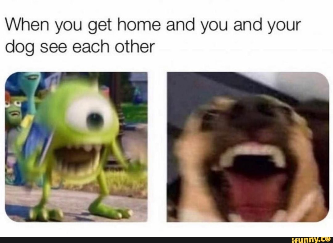 When you get home and you and your dog see each other