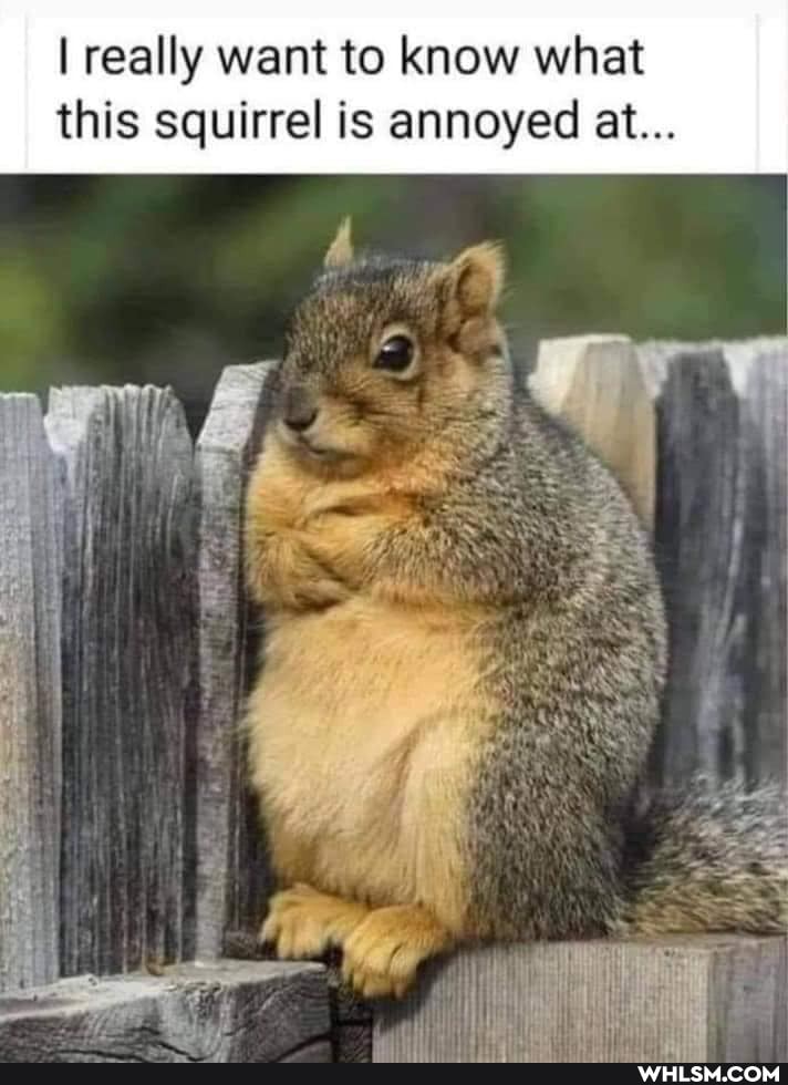 I I really want to know what
this squirrel is annoyed at...