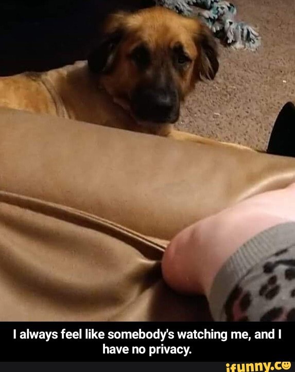 always feel like somebody's watching me, and I have no privacy. - I always feel like somebody's watching me, and I have no privacy.