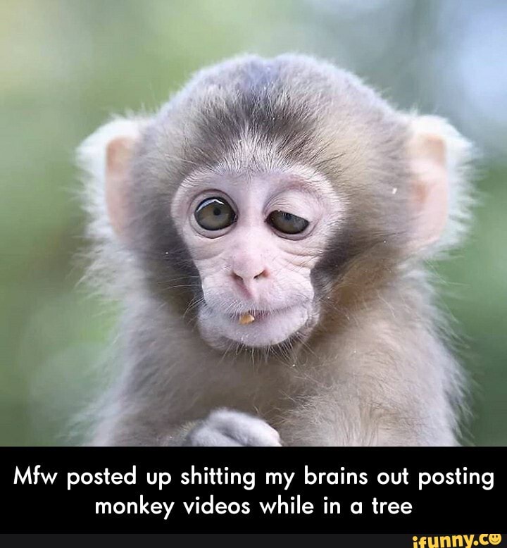 Q Mfw posted up shitting my brains out posting monkey videos while in a ...