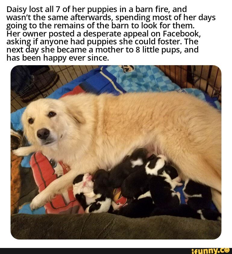 Daisy lost all 7 of her puppies in a barn fire, and wasn't the same ...