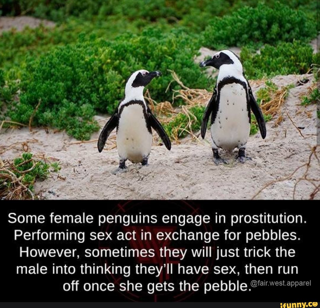 Cardi P Enguin Some Female Penguins Engage In Prostitution