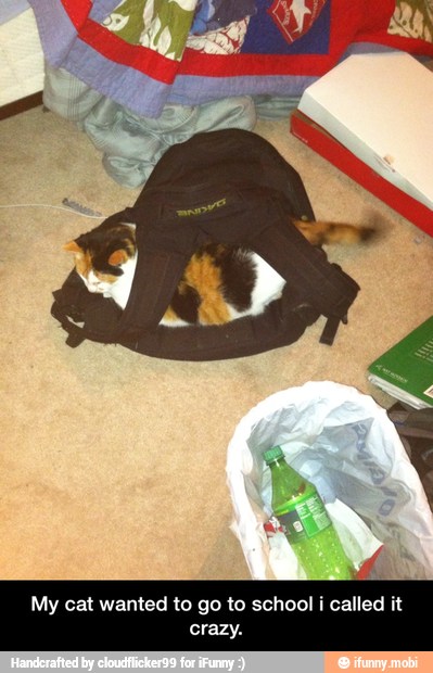My cat wanted to go to school i called it
crazy. - My cat wanted to go to school i called it crazy.