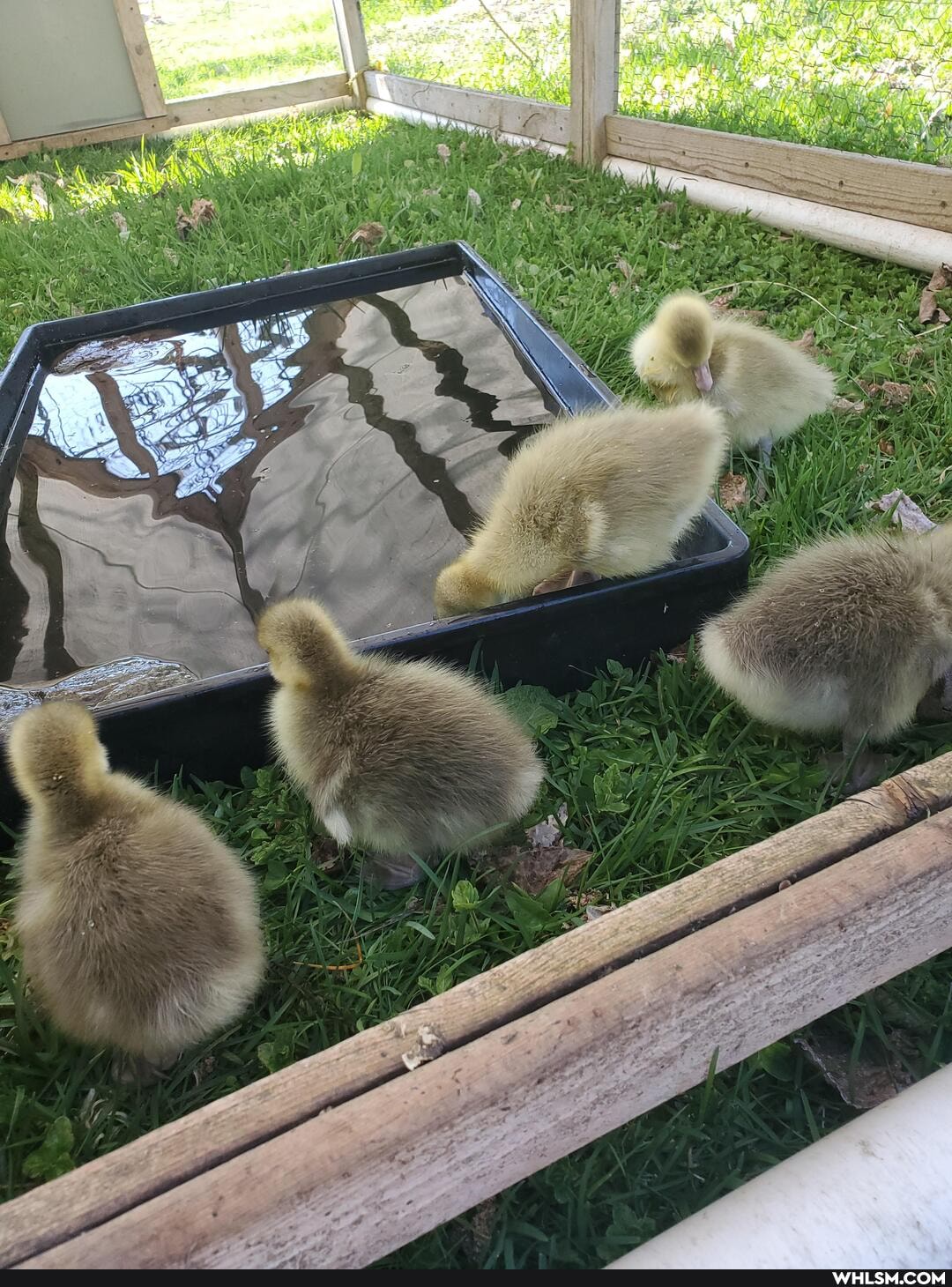 cute_animal, baby_animals, the_goose_is_loose