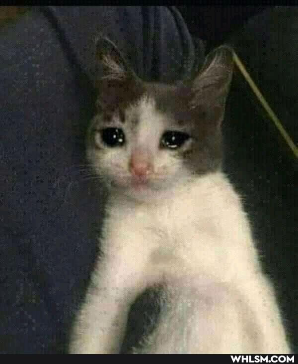 cat, cats