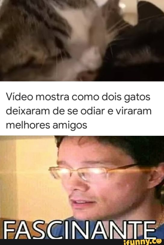 Vídeo mostra como dois gatos deixaram de se odiar e viraram
melhores amigos
FASCINANTE