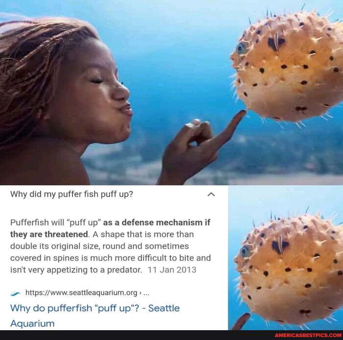 Pufferfish memes. Best Collection of funny Pufferfish pictures on America's  best pics and videos