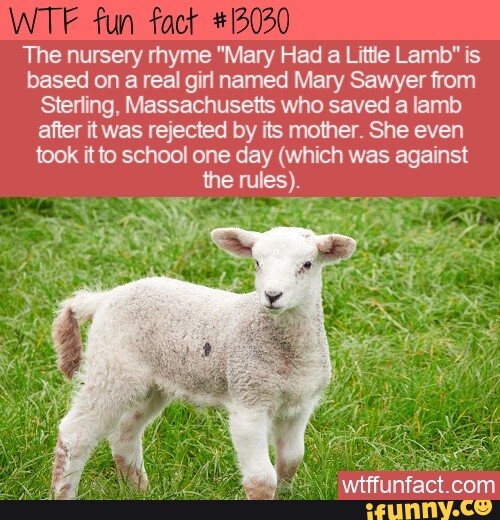 Fun The Nursery Rhyme Mary Had A Little Lamb Is Based On A Real Girl Named Mary Sawyer From