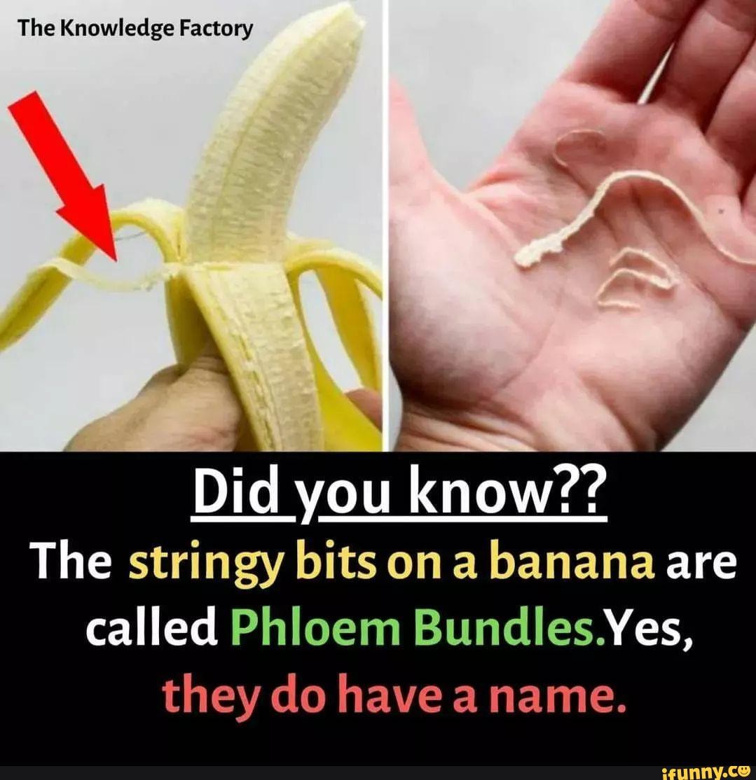 The Knowledge Factory Did you know?? The stringy bits on banana are ...