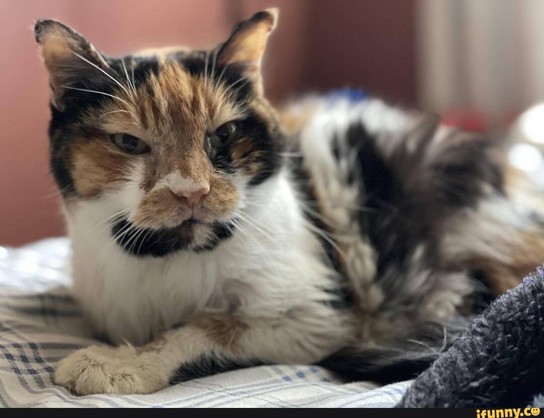 old, toothless, clawless, girl, lulu