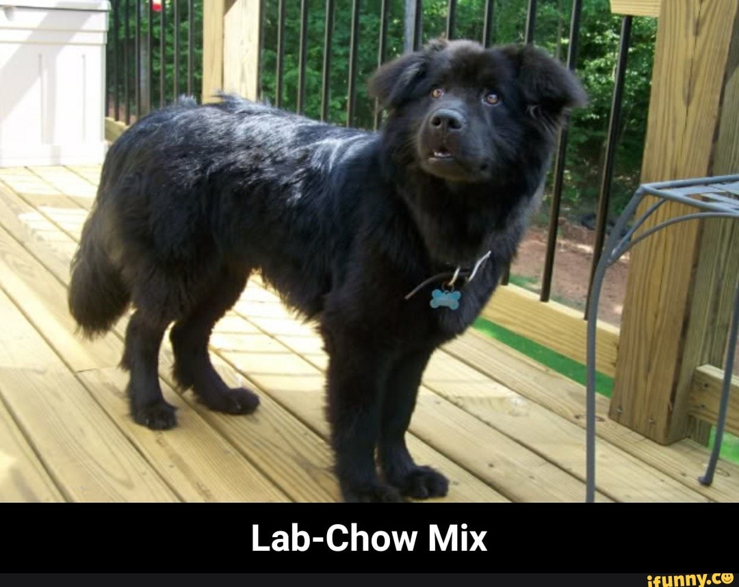 lab and chow
