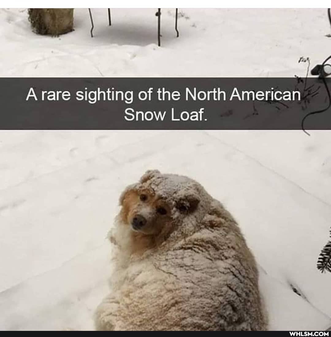 A rare sighting of the North American
Snow Loaf.