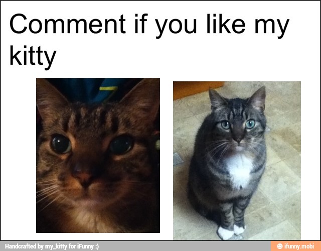 Comment if you like my
kitty