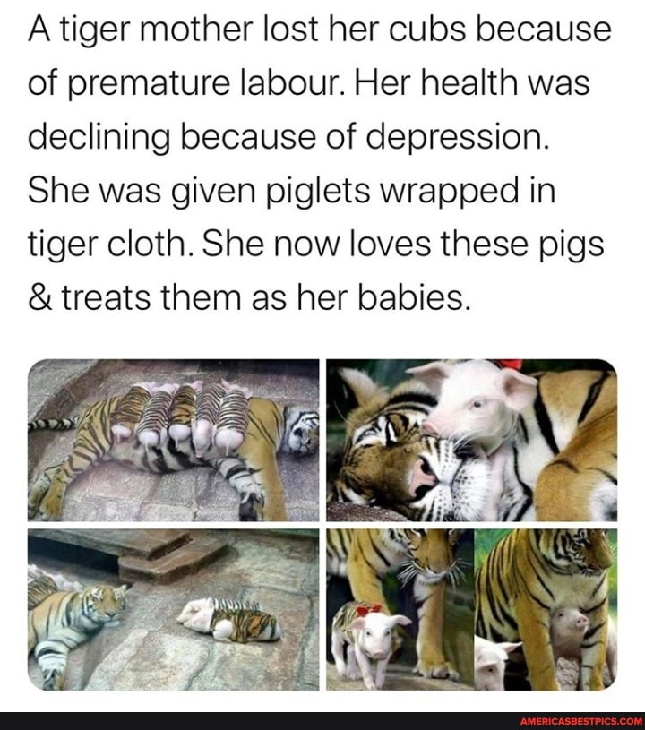 A tiger mother lost her cubs because of premature labour. Her health was declining because of depression.
She was given piglets wrapped in tiger cloth. She now loves these pigs
& treats them as her babies.
