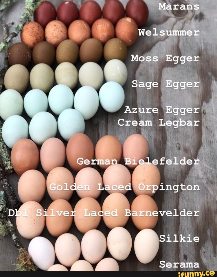serama chicken eggs