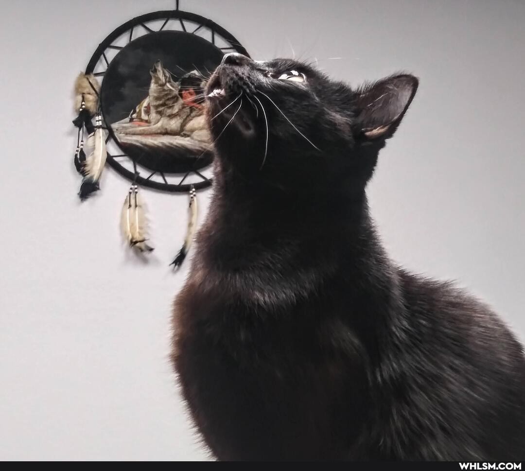 cats